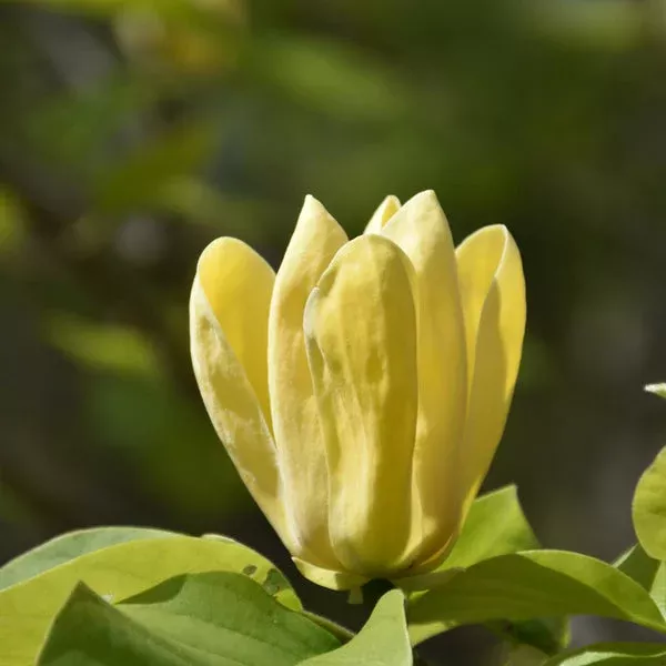 yellow-bird-magnolia Yellow Bird Magnolia
