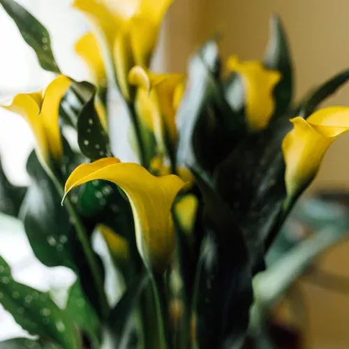 yellow-calla-lily-grow-kit Yellow Calla Lily Grow Kit
