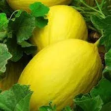 yellow-canary-melon-fruit-seeds-planting Yellow Canary Melon Fruit Seeds Planting