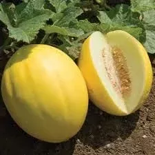 yellow-cantaloupe-seeds-planting Yellow Cantaloupe Seeds for Planting