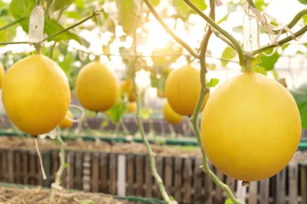 yellow-casaba-melon-fruit-seeds-planting-sweet Yellow Casaba Melon Fruit Seeds Planting Sweet