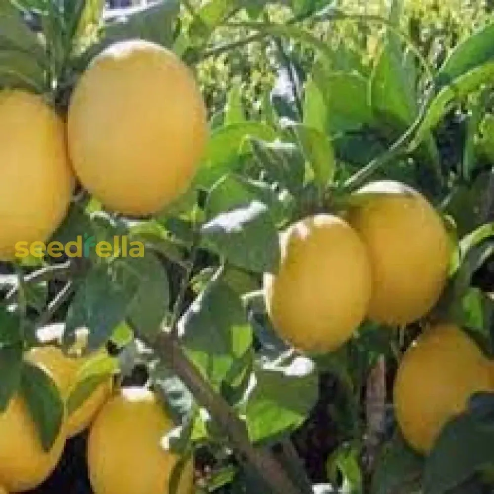 yellow-citrus-lemon-tree-seeds-planting Yellow Citrus Lemon Tree Seeds for Planting