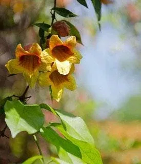 yellow-crossvine-live-plant Yellow Crossvine Live Plant