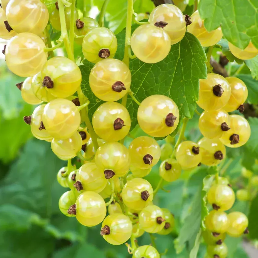 yellow-currant-fruit-seeds-planting-sweet Yellow Currant Fruit Seeds Planting Sweet