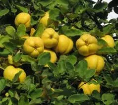 yellow-cydonia-oblonga-tree-seeds-planting Yellow Cydonia Oblonga Tree Seeds Planting