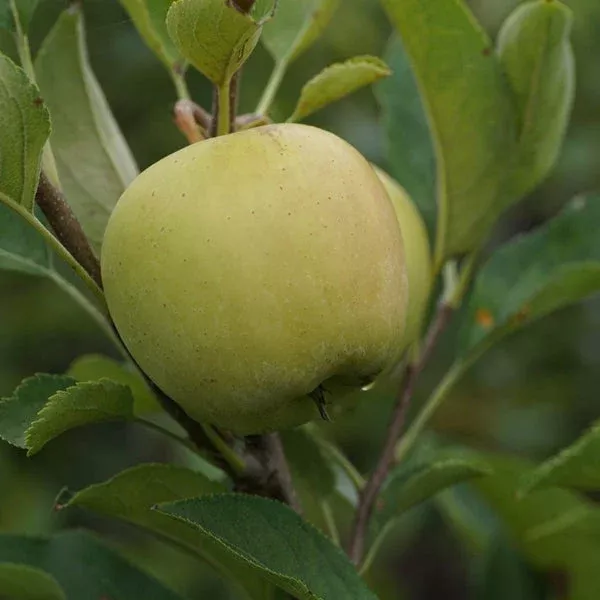 yellow-delicious-apple-dwarf-tree Yellow Delicious Apple Dwarf Tree