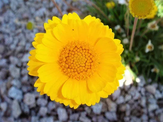 yellow-desert-marigold-baileya-multiradiata-showy-drought-tolerant-paper-daisy-f Yellow Desert Marigold (Baileya multiradiata) Showy Drought-Tolerant Paper Daisy Flower Herb Seeds