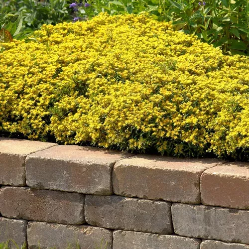 yellow-diamonds-sedum Yellow Diamonds Sedum