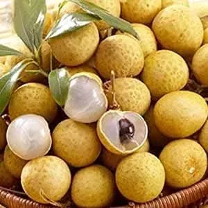 yellow-dimocarpus-fruit-seeds-sweet-planting Yellow Dimocarpus Fruit Seeds for Sweet Planting"