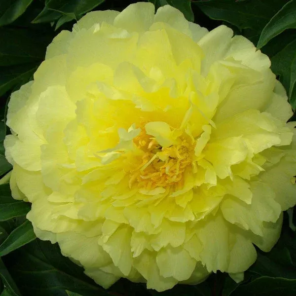yellow-doodle-dandy-itoh-peony Yellow Doodle Dandy Itoh Peony
