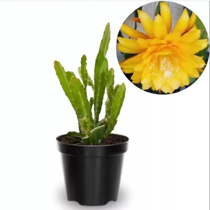 yellow-epiphyllum-orchid-cactus-live-plant-set-2-starters-in-4-pots-6-8-tall Yellow Epiphyllum Orchid Cactus Live Plant Set – 2 Starters in 4″ Pots, 6-8″ Tall