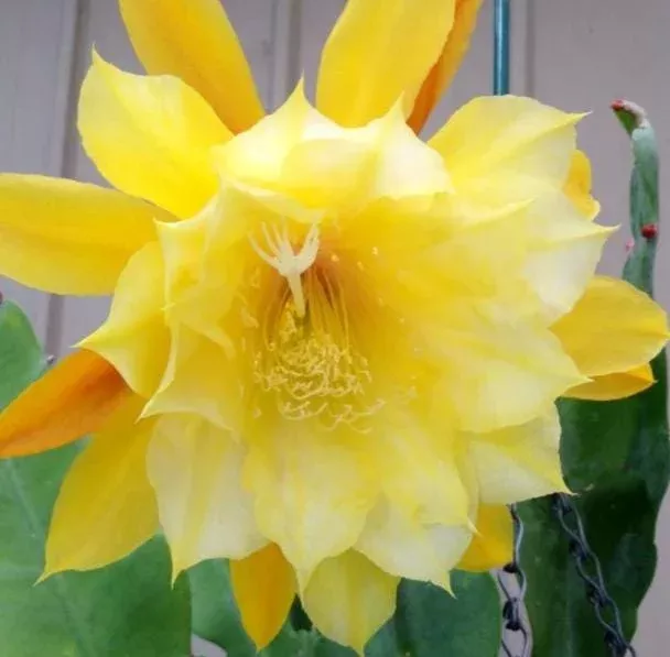 yellow-epiphyllum-orchid-cactus-live-plant-trailing-succulent-in-4-inch-pot-outd Yellow Epiphyllum Orchid Cactus Live Plant – Trailing Succulent in 4 Inch Pot for Outdoor