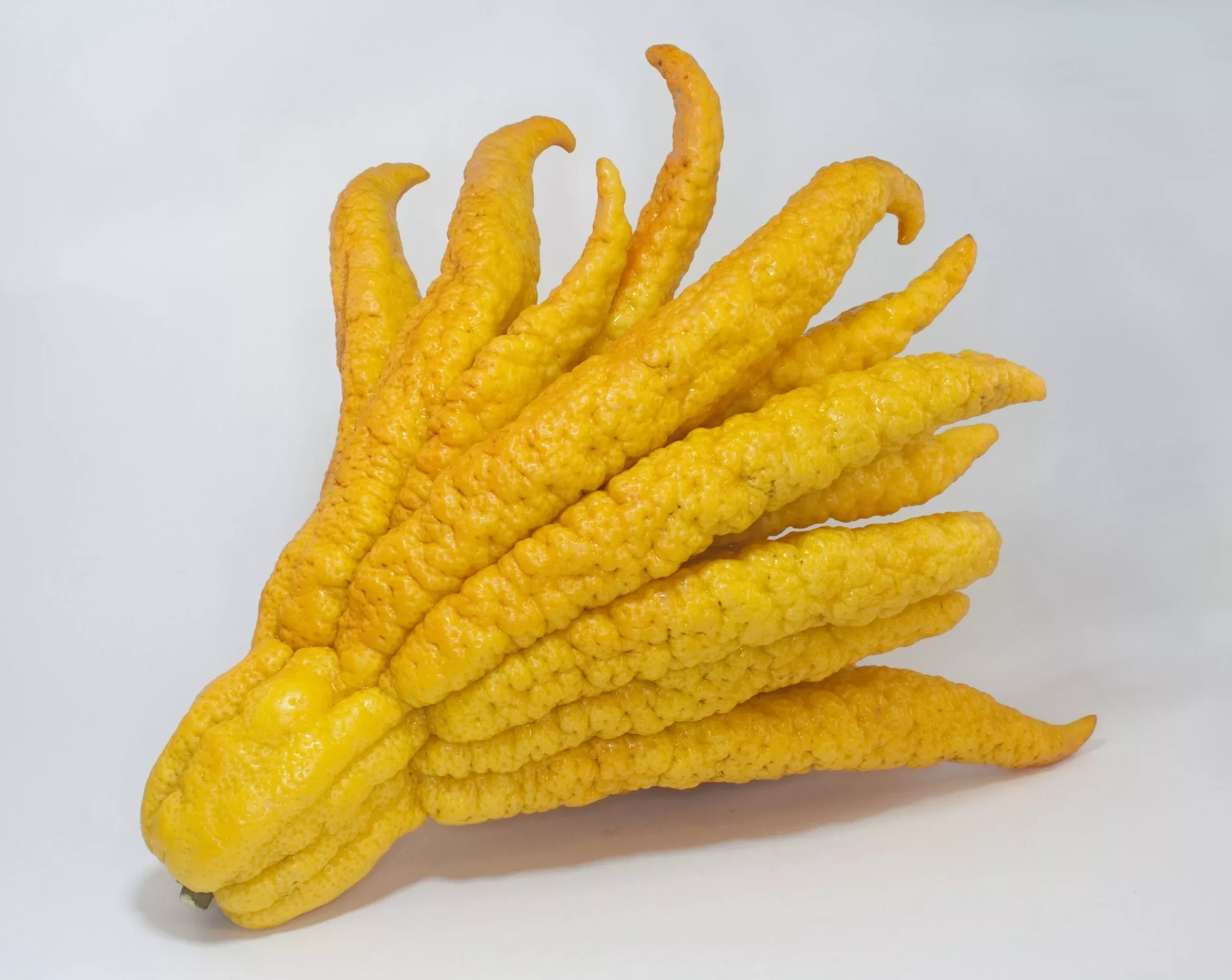 yellow-finger-citron-fruit-seeds-planting Yellow Finger-Citron Fruit Seeds Planting