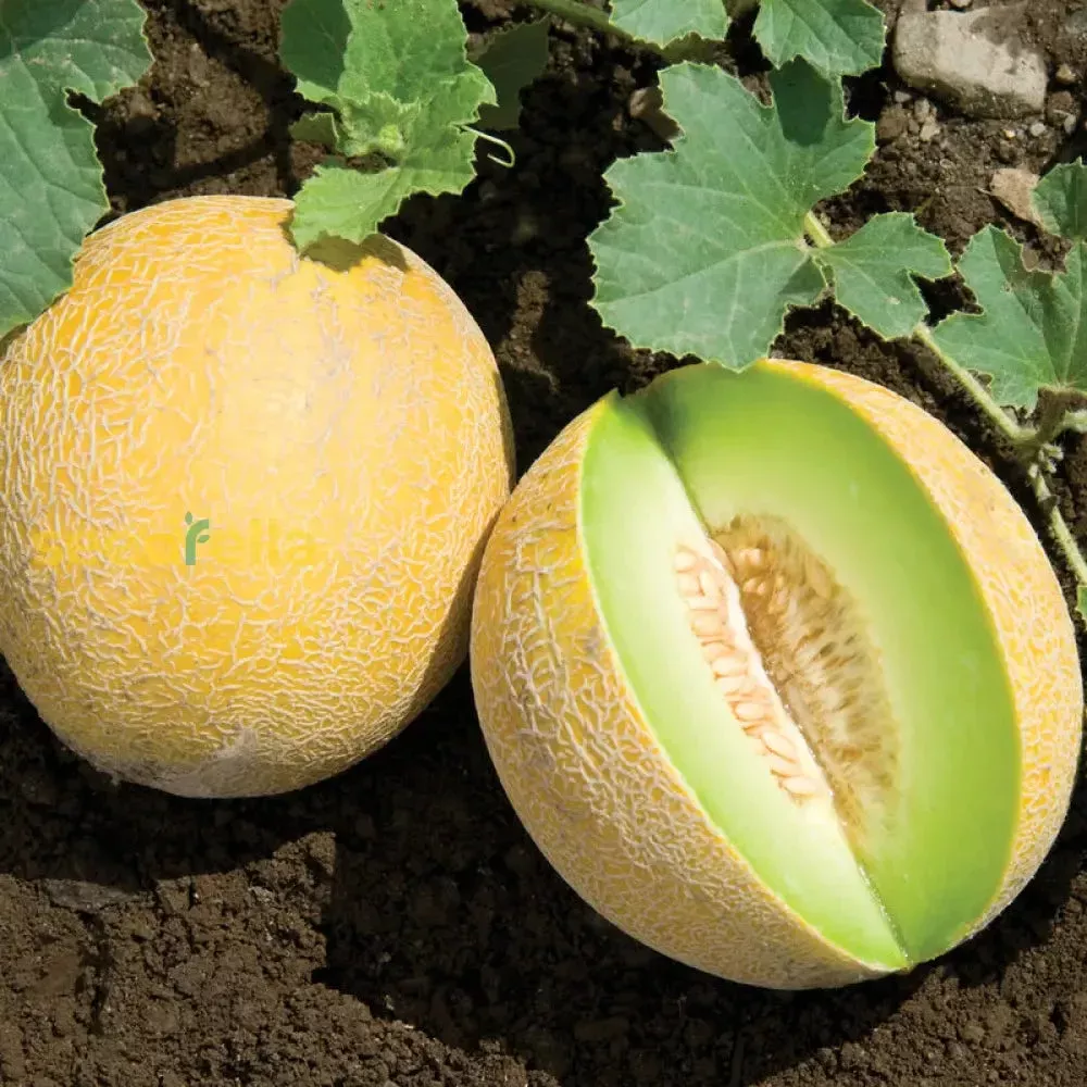 yellow-galia-melon-seeds-planting Yellow Galia Melon Seeds for Planting