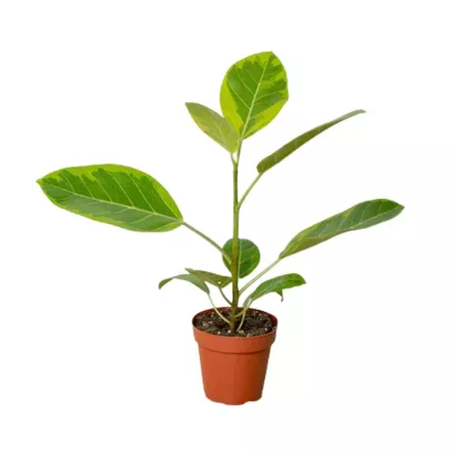 yellow-gem-ficus Yellow Gem Ficus