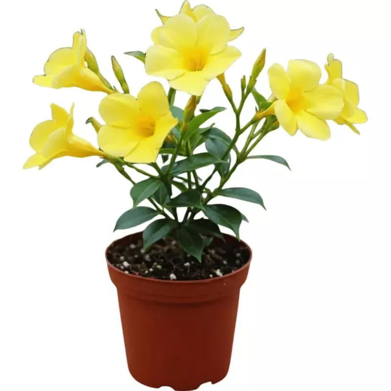 Yellow Mandevilla Live Plant – Tropical Rocktrumpet Vine, 2 Pack, 4-6 Inch Tall