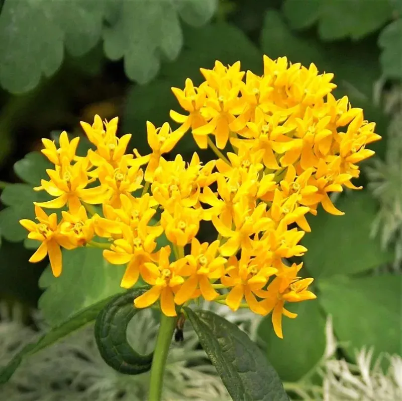 Yellow Milkweed Live Starter Plants – Pack of 2 – 4-9 Inch Tall – Outdoor