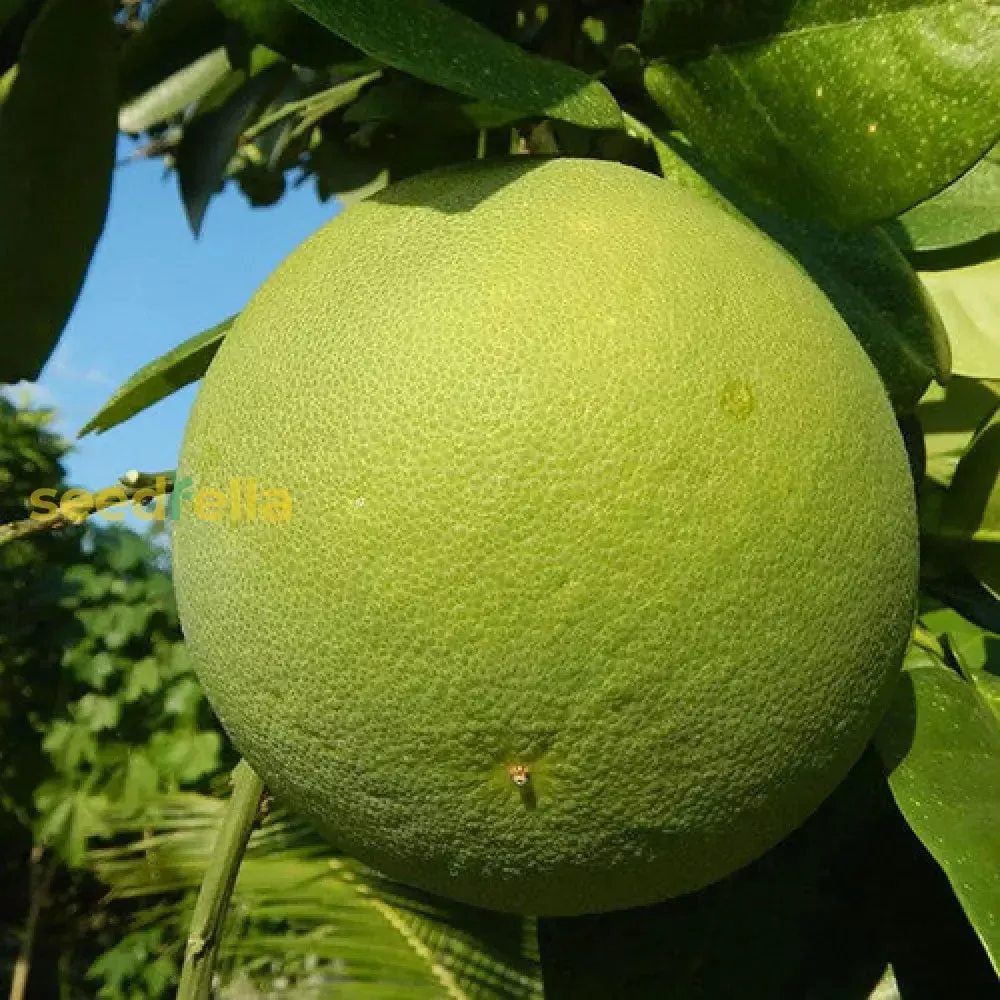 Yellow Mini Pummello Fruit Seeds for Planting