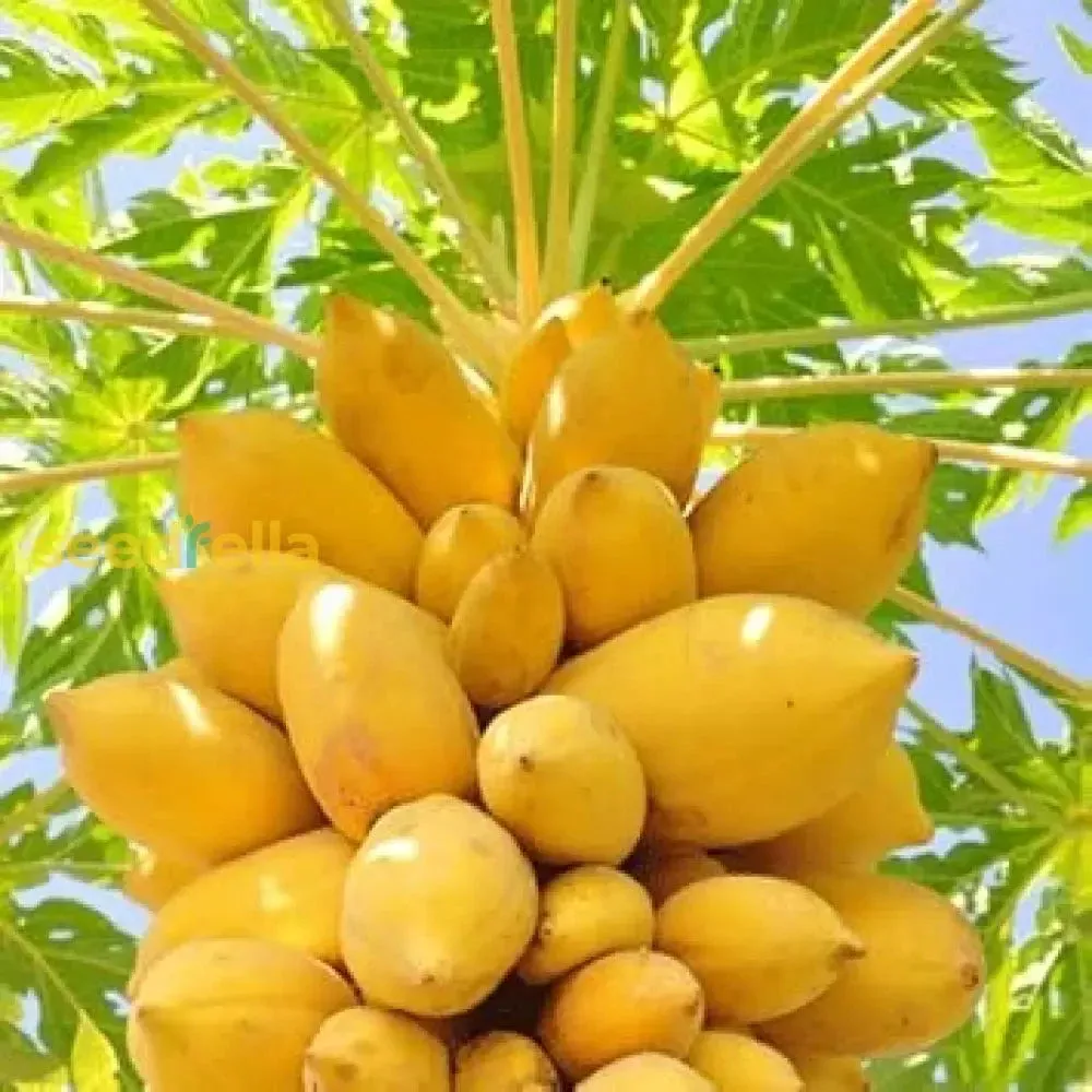 Yellow Papaya Seeds for Planting Grow Delicious Fruit at Home
