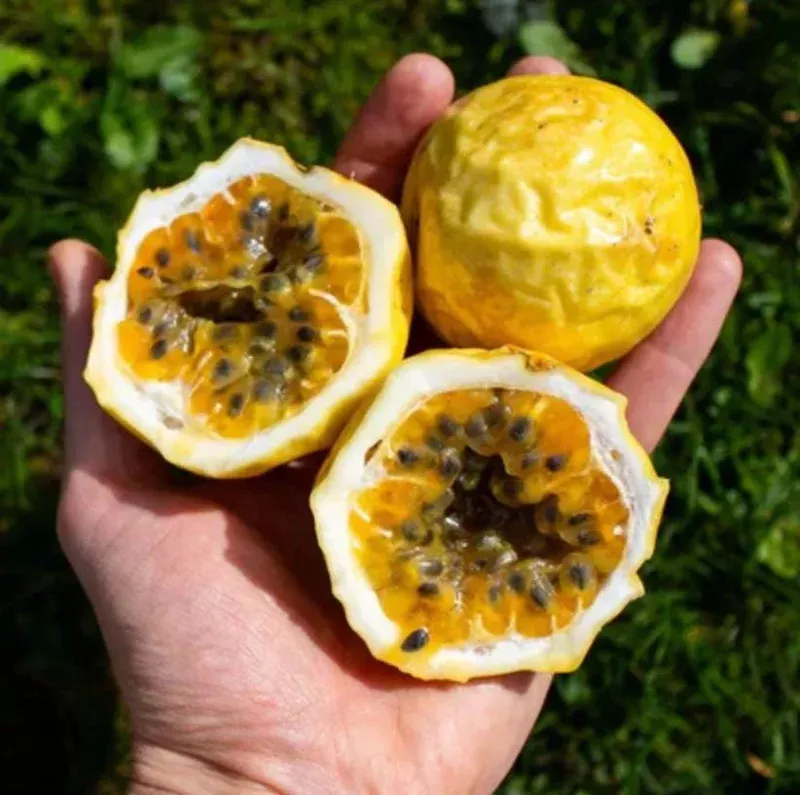 Yellow Passion Fruit Live Plant (Passiflora edulis) – Set of 2 – 3-6″ Tall Edible Vine – Outdoor