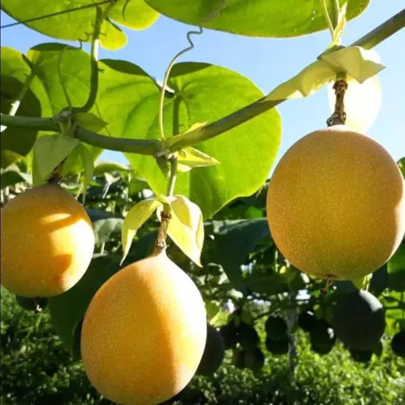 Yellow Passion Fruit Live Plant, Well-Rooted Starter, 4-6 Inch Tall Vine