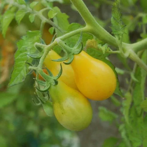 Yellow Pear Tomato Plant