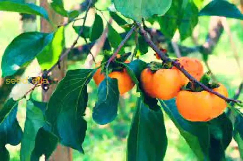 Yellow Persimmon Tree Seeds for Planting Grow Your Own Delicious Fruit