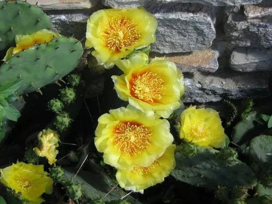 Yellow Prickly Pear Cactus Nopal (Opuntia Ficus-Indica) Flower Seeds