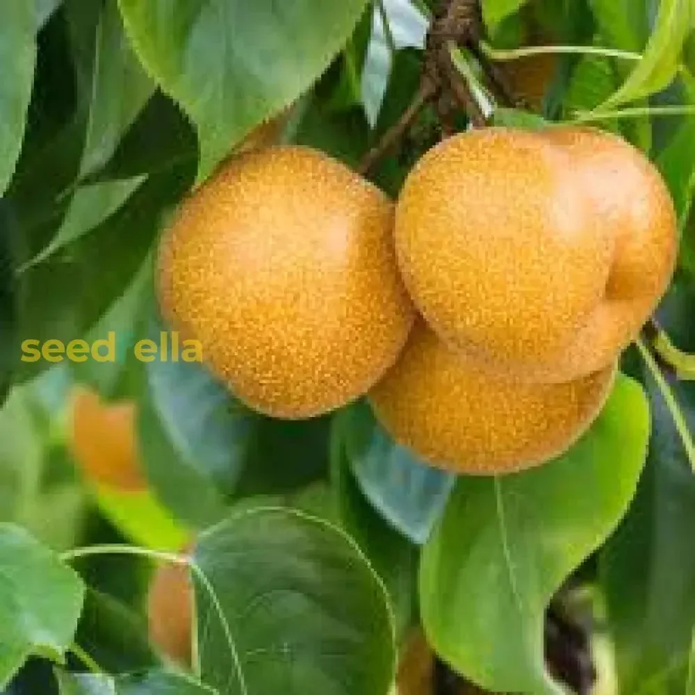 Yellow Pyrus Pyrifolia Fruit for Planting