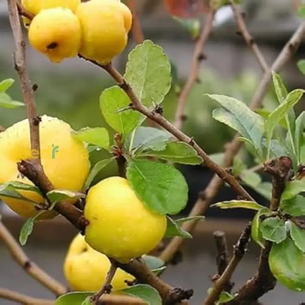 Yellow Quince Seeds for Planting Grow Your Own Fruit