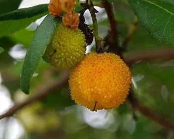 yellow-strawberry-fruit-seeds-arbutus-unedo-planting Yellow Strawberry Fruit Seeds: Arbutus Unedo Planting