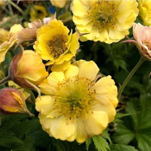 yellow-tempo-geum Yellow Tempo™ Geum