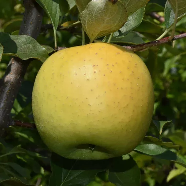 yellow-transparent-apple-dwarf-tree Yellow Transparent Apple Dwarf Tree