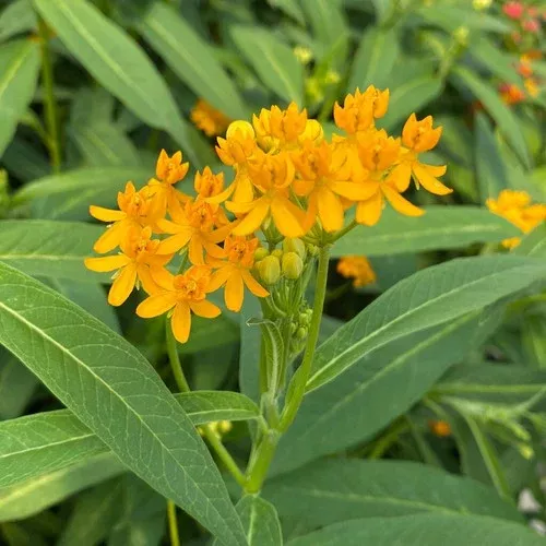yellow-tropical-milkweed Yellow Tropical Milkweed