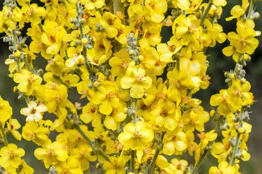 yellow-verbascum-thapsus-common-mullein-flower-herb-seeds Yellow Verbascum Thapsus (Common Mullein) Flower Herb Seeds