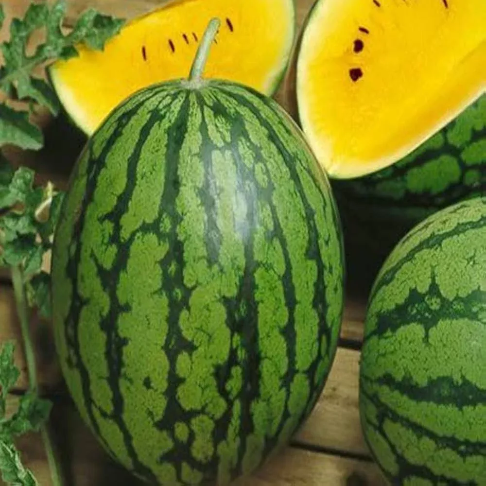 yellow-watermelon-fruit-seeds-planting-sweet Yellow Watermelon Fruit Seeds Planting Sweet