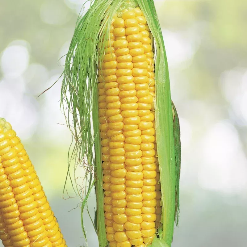 yellow-whole-kernel-corn-10-pounds-grown-in-iowa-non-gmo-squirrel-duck-feed Yellow Whole Kernel Corn - 10 Pounds - Grown in Iowa - Non-GMO, Squirrel & Duck Feed