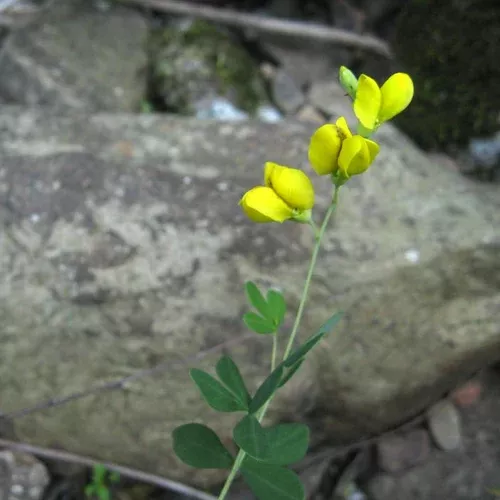 yellow-wild-indigo Yellow Wild Indigo