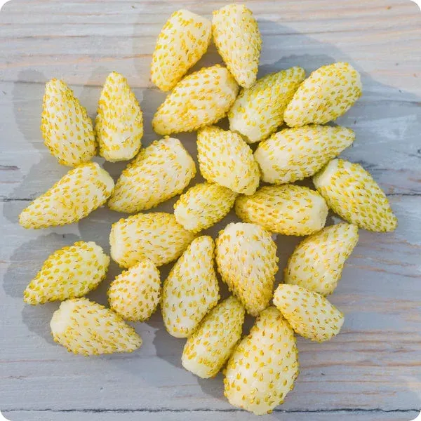 yellow-wonder-alpine-strawberry-seeds Yellow Wonder Alpine Strawberry Seeds