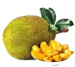 yellowgreen-jackfruit-fruit-seeds-planting Yellowgreen Jackfruit Fruit Seeds Planting