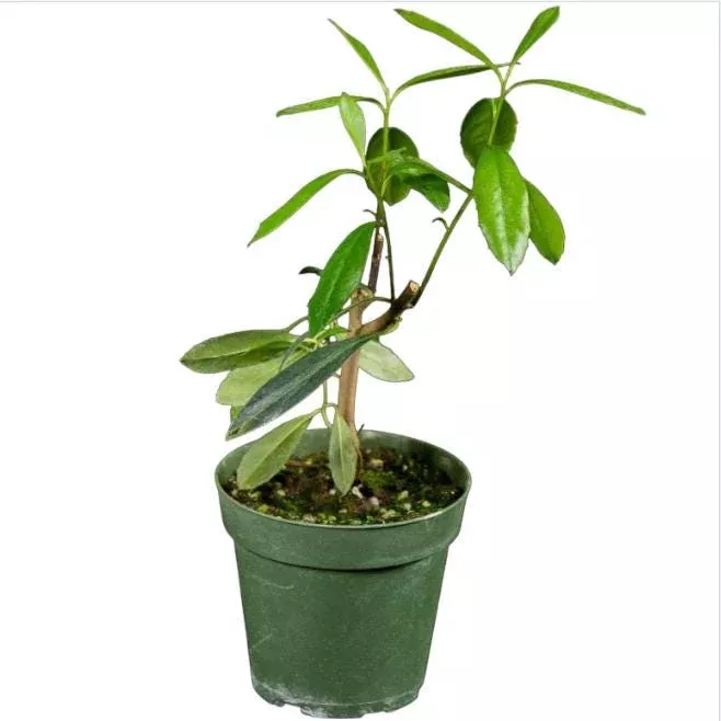 yerba-mate-live-starter-plant-ilex-paraguariensis-tea-tree-5-9-inch-tall Yerba Mate Live Starter Plant – Ilex Paraguariensis Tea Tree, 5-9 Inch Tall