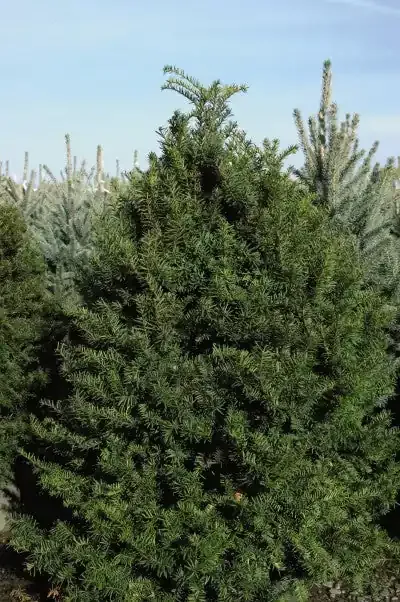 Yew Capitata, 5 gallon