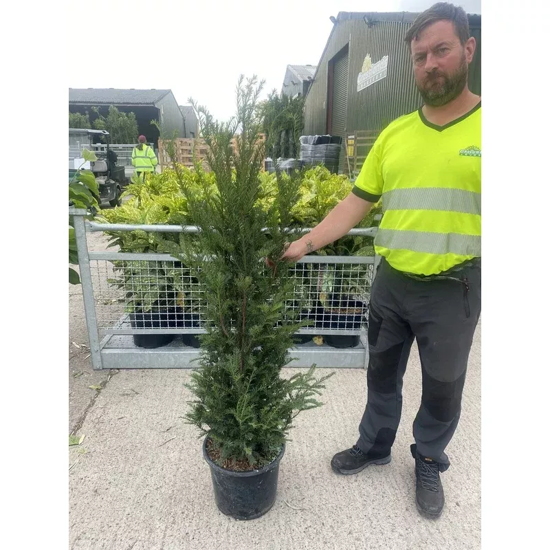 Yew Hedging 15 Litre Pot 110-120cm