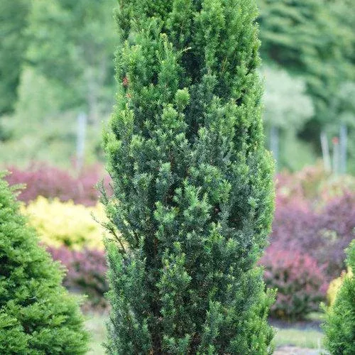 Yew, Stonehenge Yew
