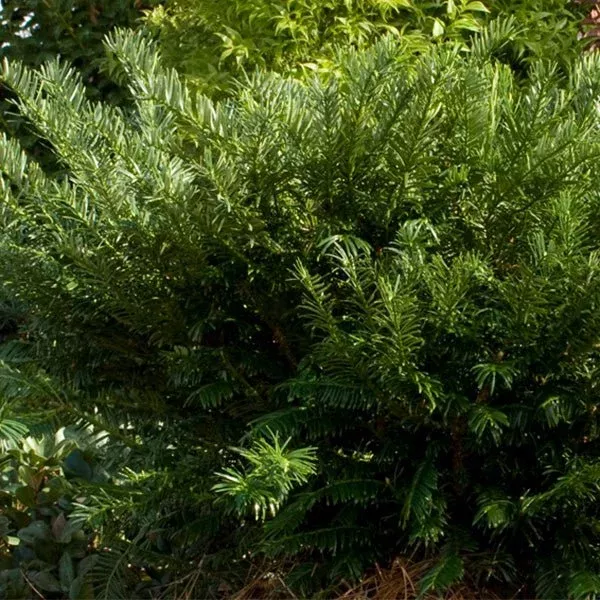 yewtopia-plum-yew-shrub Yewtopia Plum Yew Shrub
