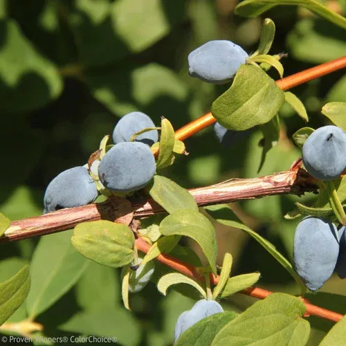 yezberry-solo-haskap-berry Yezberry Solo Haskap Berry