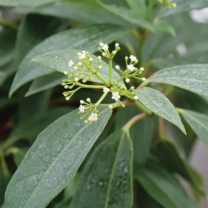 yin-david-viburnum Yin David Viburnum