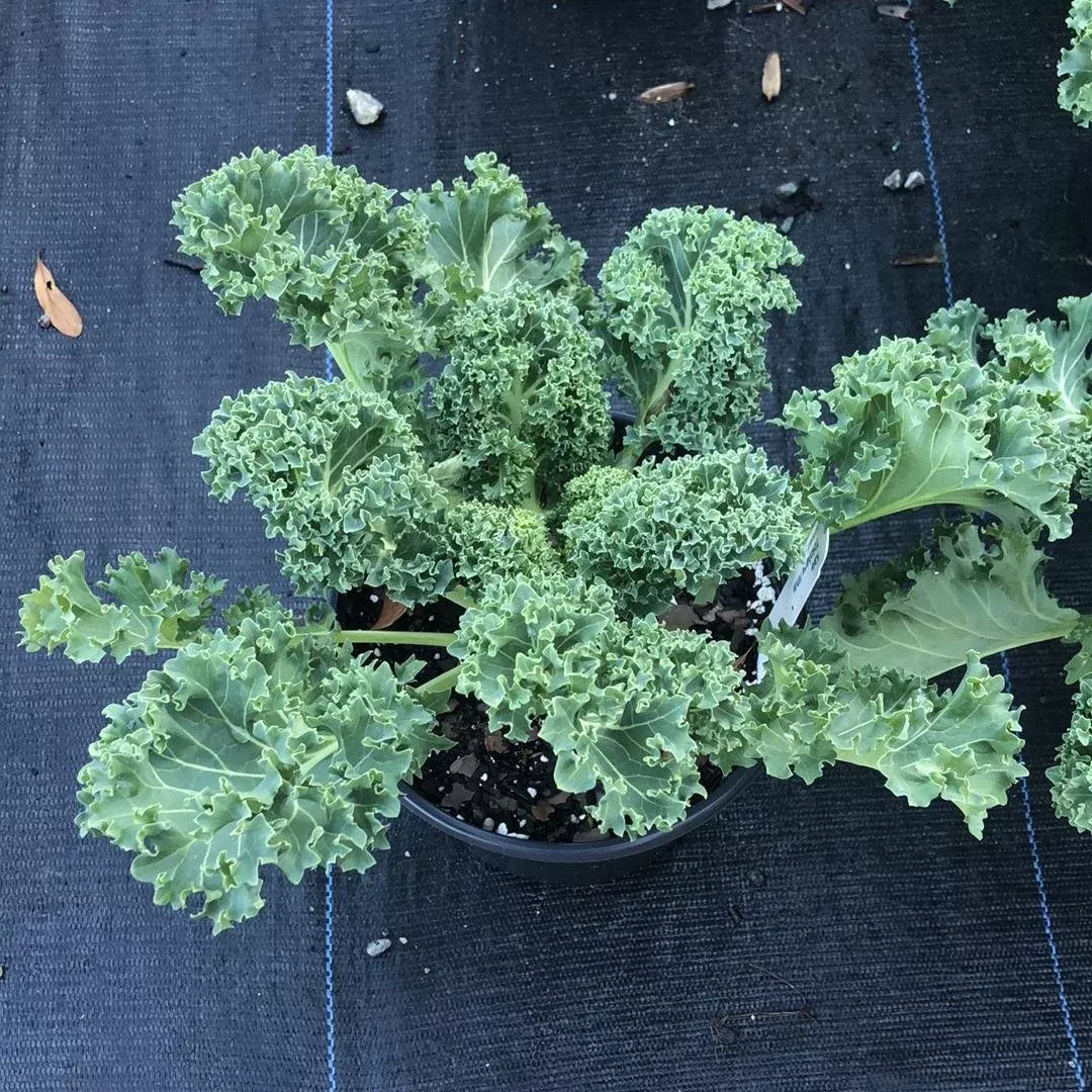 yokohama-white-ornamental-kale Yokohama White Ornamental Kale