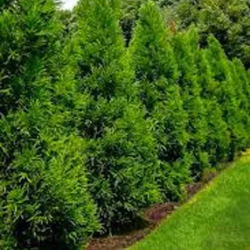 yoshino-cryptomeria Yoshino Cryptomeria