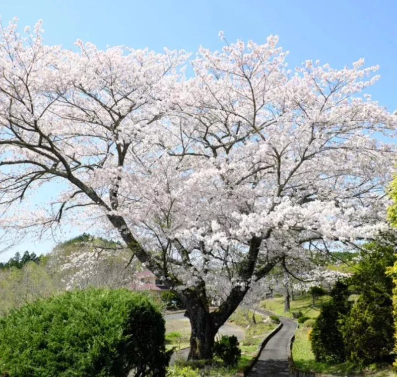 yoshino-flowering-cherry-live-plant-6-12-tall-3-pot-outdoor-tree Yoshino Flowering Cherry Live Plant – 6-12″ Tall, 3″ Pot – Outdoor Tree